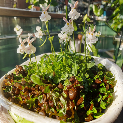 Soft And Cute Cold Killer-Bunny Flower Seeds