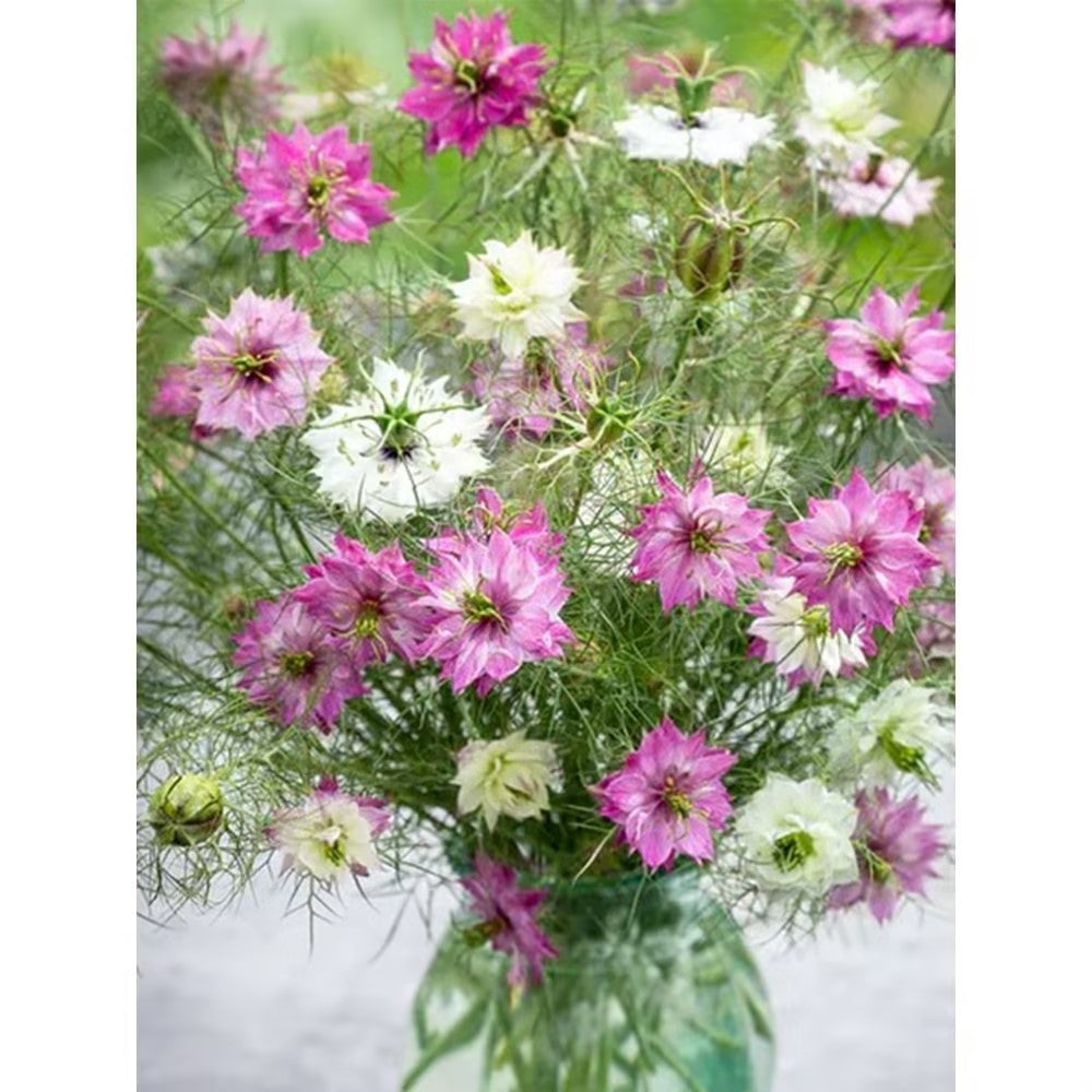 Love-In-A-Mist Seeds