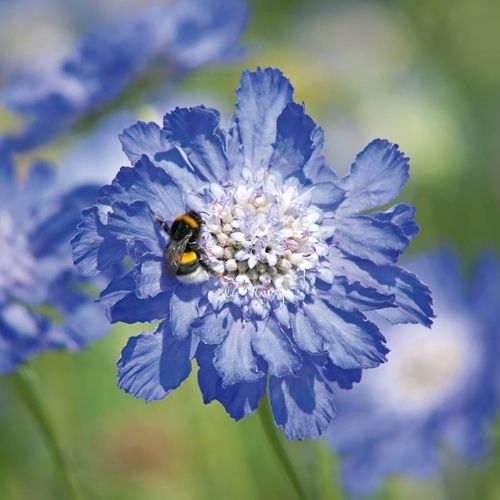 Scabiosa Comosa Seeds