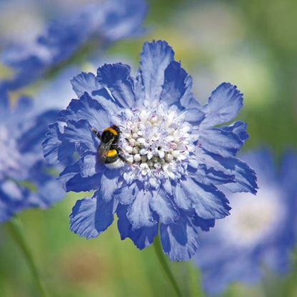 Scabiosa Comosa Seeds