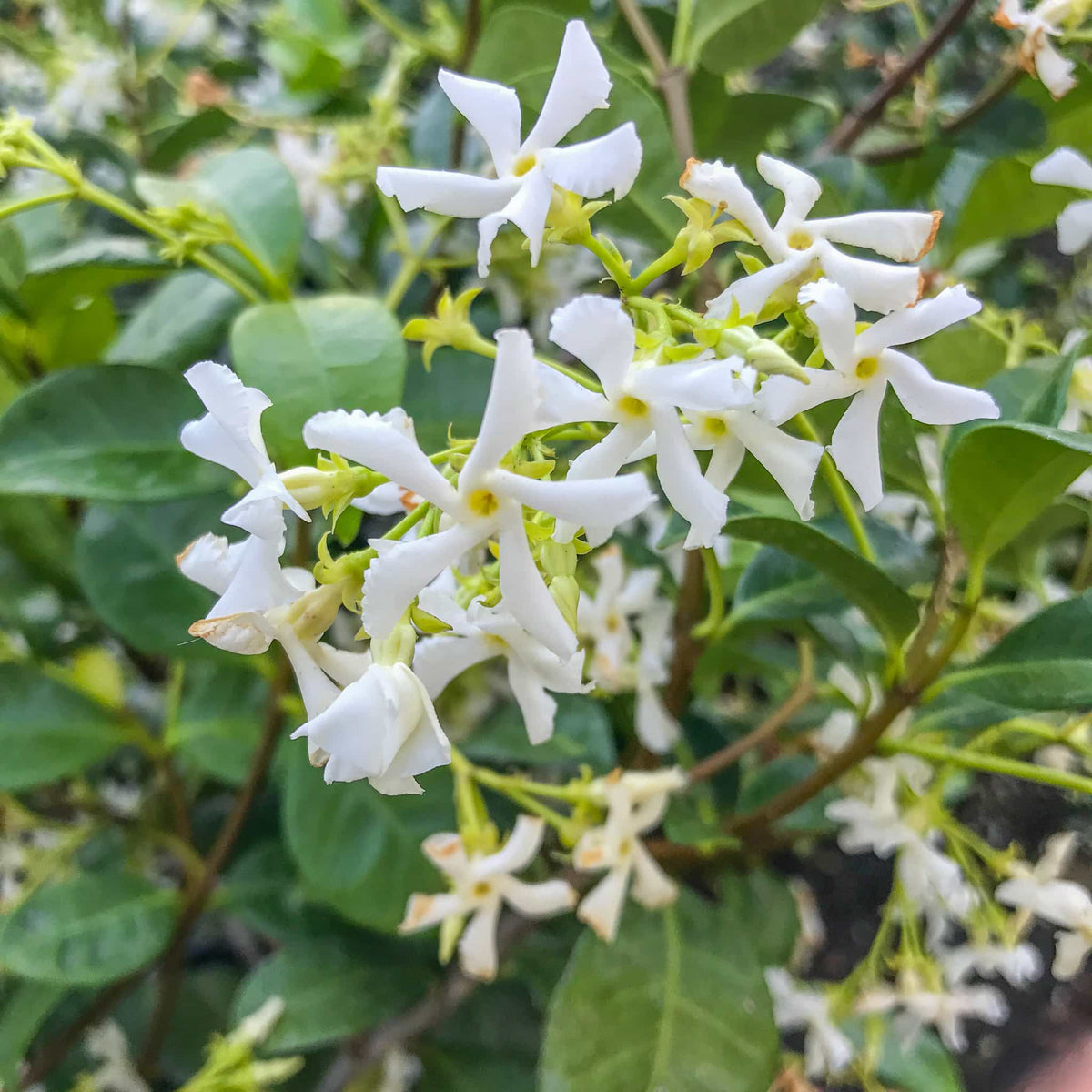 🌟Star Jasmine🌟