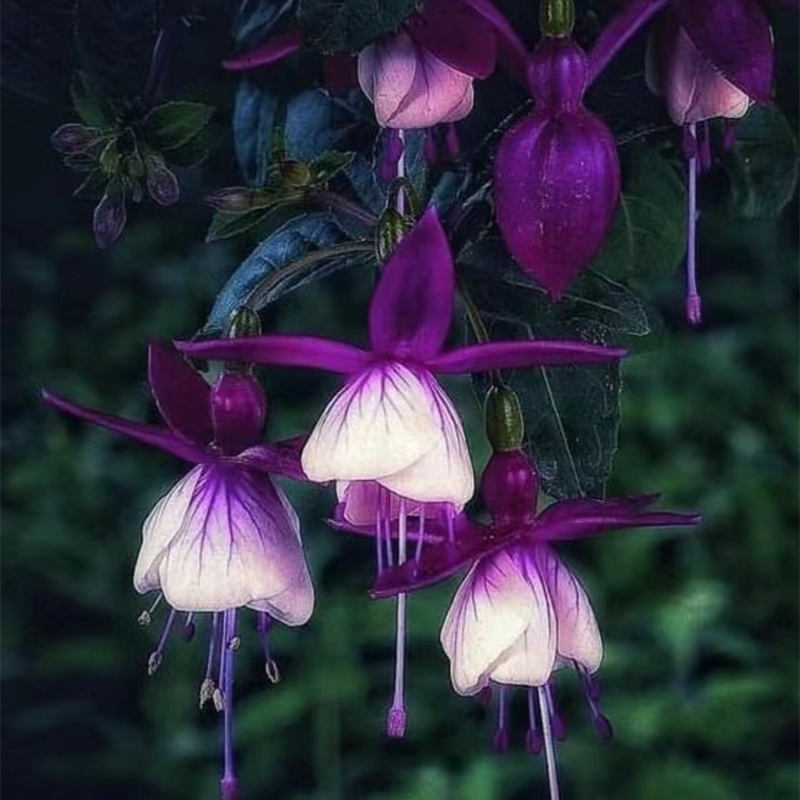 🌼Lantern Flower
