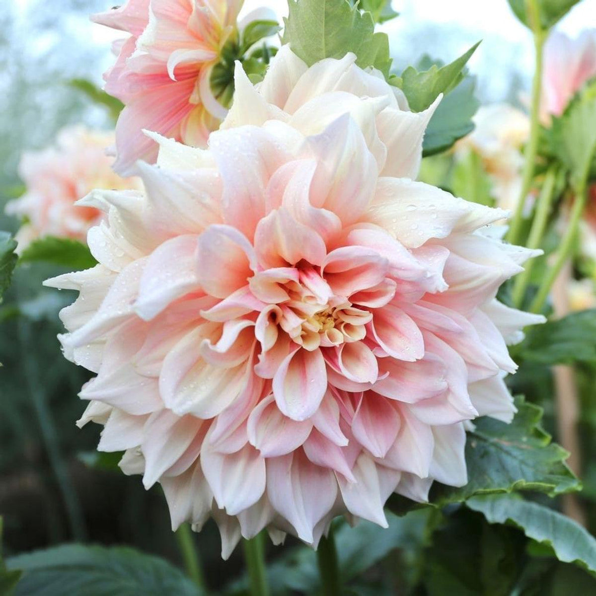 💐Colorful Dahlia Seeds-The Power of Life