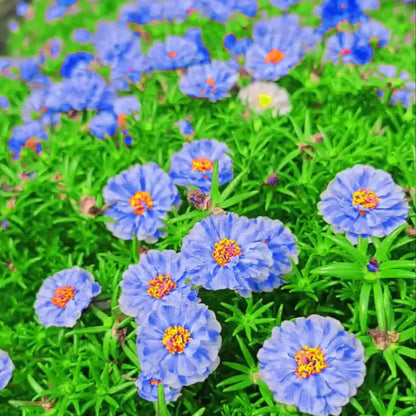 💙Muti-color Portulaca Flower Seeds
