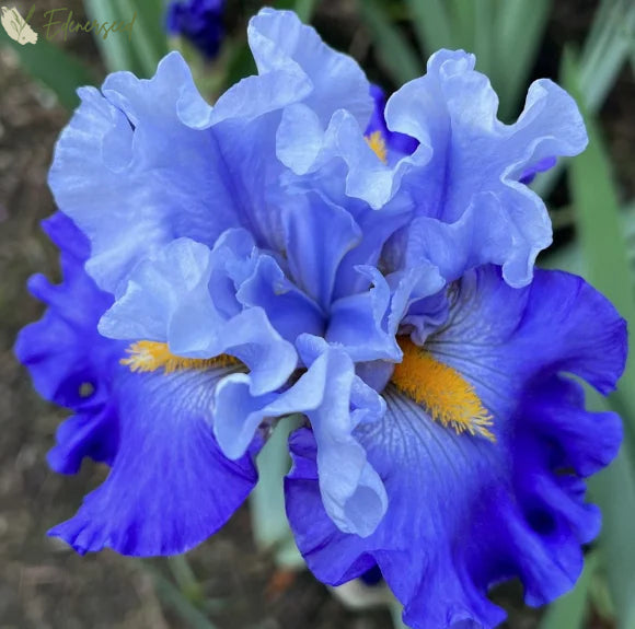 Multi Iris Seeds: Vibrant, Resilient, and Spectacular Blooms