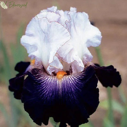 Multi Iris Seeds: Vibrant, Resilient, and Spectacular Blooms