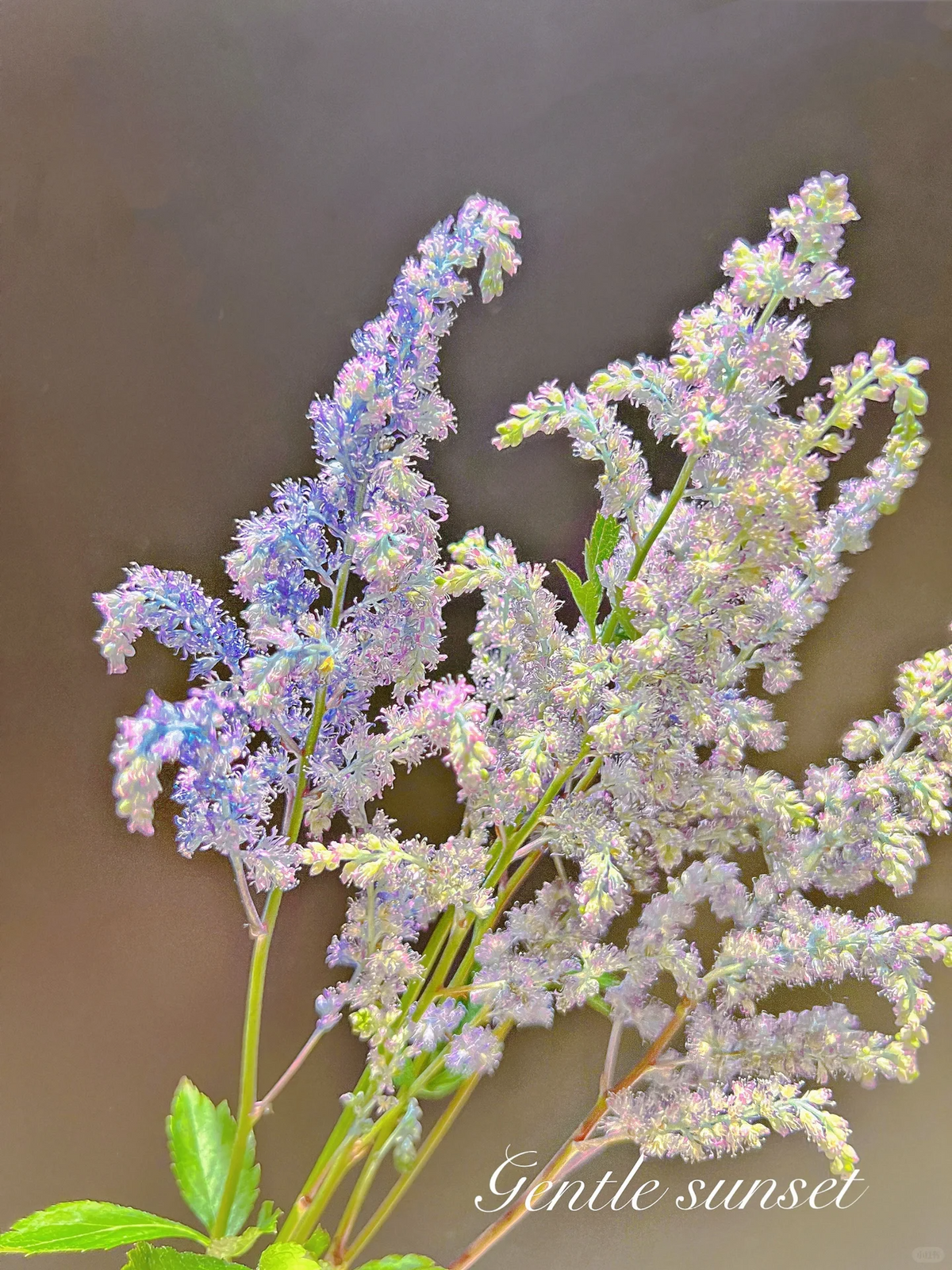 Astilbe Chinensis Seeds-Light Blue