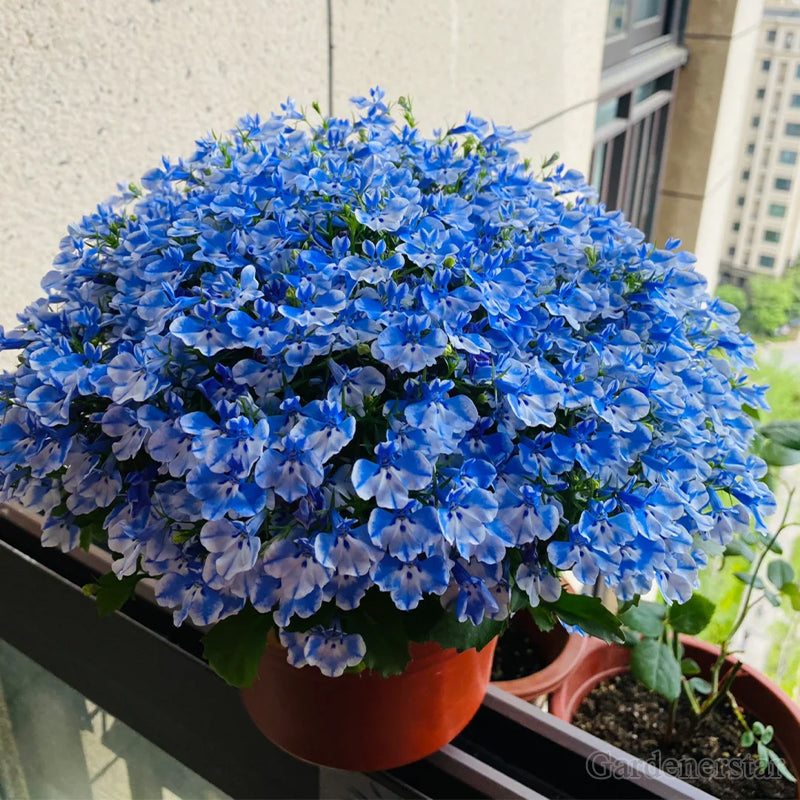 🌈Optimal Carpet Plant✨Creeping Lobelia Erinus Seeds