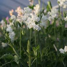 ROYAL WEDDING SWEET PEA SEED
