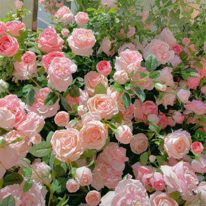 Mixed Climbing Flower Seeds -Over 30 kinds mixed