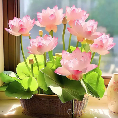 🌸[7 days germination]Last Day Up to 80% OFF💐The Sacred Bonsai Bowl Lotus Flower