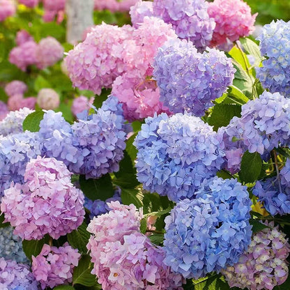 🌈Mix Hydrangea Seeds - Beautiful and Hardy Perennial Seeds for Your Garden