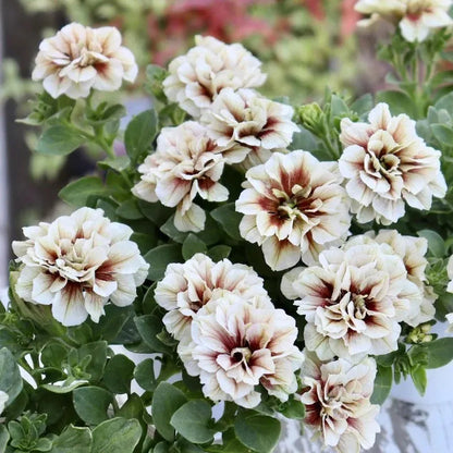 🌸Rare Double Petunia Seeds