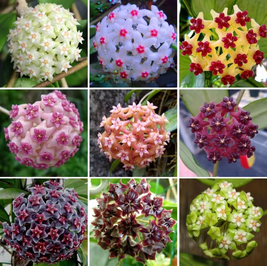 ⭐️Hoya Carnosa Flower Seeds 丨Star-shaped Flower Ball