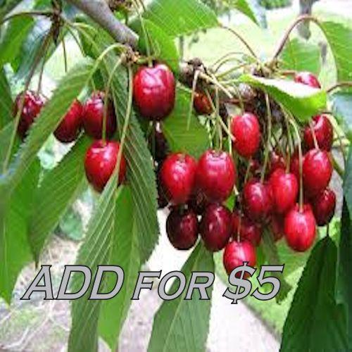 Four Fresh Red Fruit MIxed Seeds