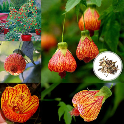 Abutilon Pictum Seeds