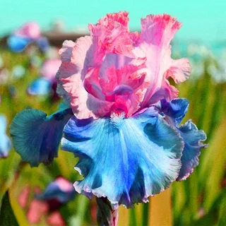 Celestial Frost-Rare Iris Bulbs⚜️