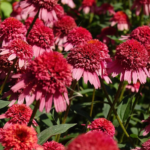 Coneflower Seeds (Echinacea)