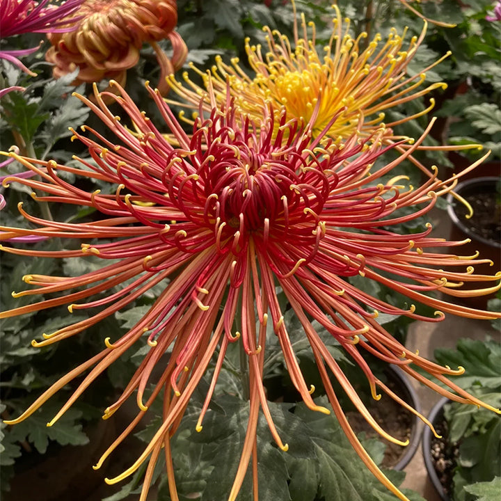 Rare Golden Chrysanthemum Seeds-Longevity Flower💞