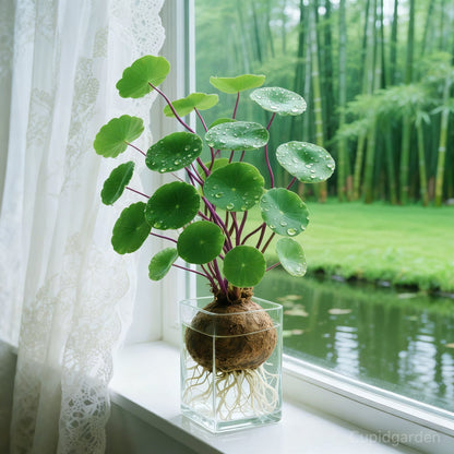 🎈🪴Red rattan Stephania Erecta Bulbs: The strongest houseplant for lazy people☘️