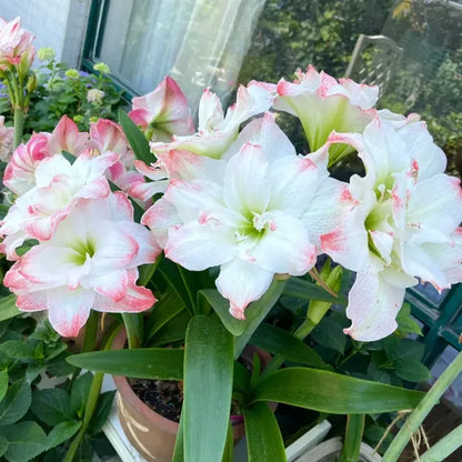 Double-Petaled Perfume Amaryllis Bulbs