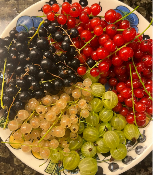 Multicolor Gooseberry Seeds