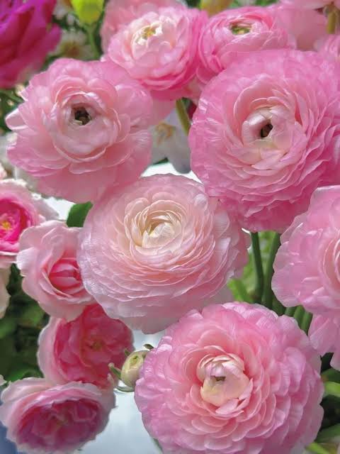 🌺Persian Buttercup Ranunculus Mixed Corms, Beautiful Spring Blooms for Home Garden