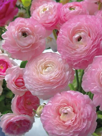 🌺Persian Buttercup Ranunculus Mixed Corms, Beautiful Spring Blooms for Home Garden