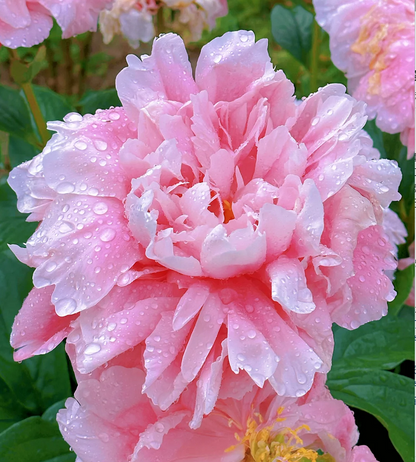 🌺Multicolor Double Peony - The Stunning Flower Of Time