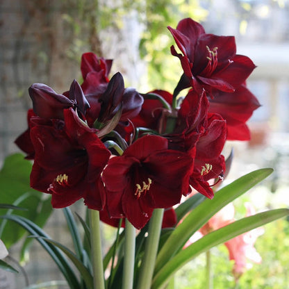 Double-Flowered Amaryllis Bulb🌼