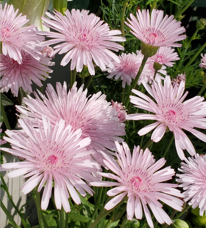 Peach-Colored Dandelion Seeds