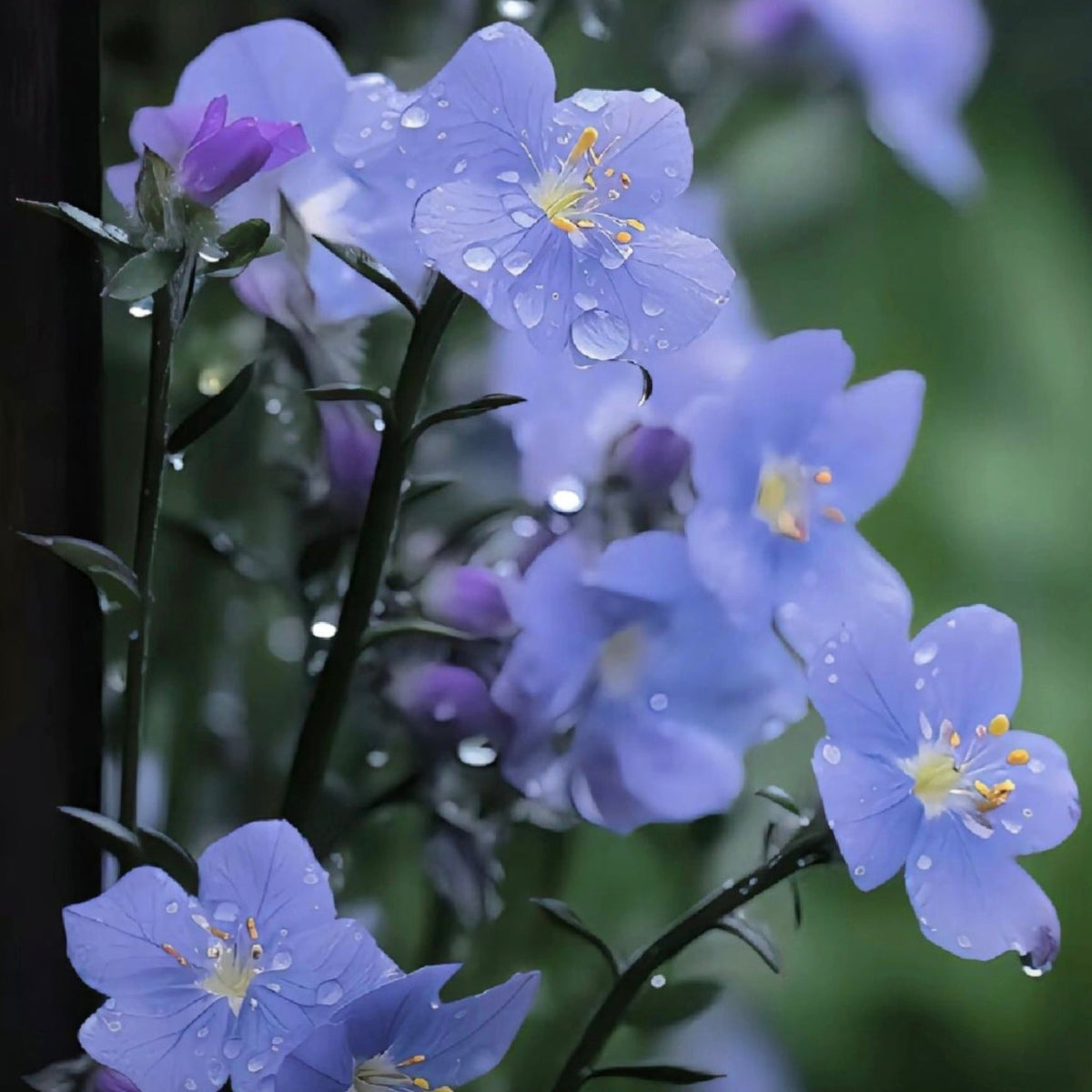 Tradescantia Seeds-the Symbol of Respect