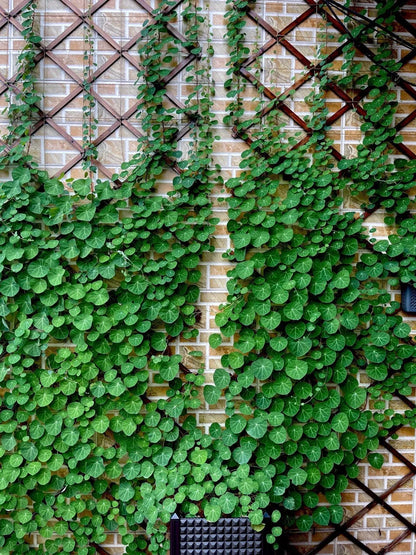 Stephania Erecta Climbing Greenery Seeds