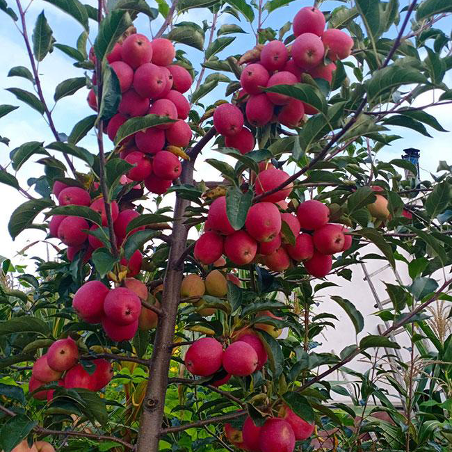 Xantolis Stenosepala Mini Apple Seeds