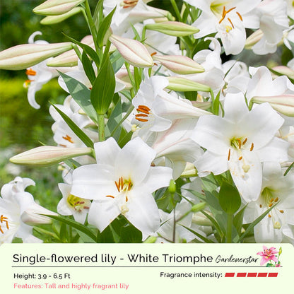 Lily Bulbs