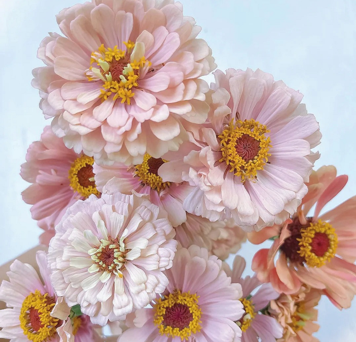 Dwarf Zinnia Seeds - New in 2024