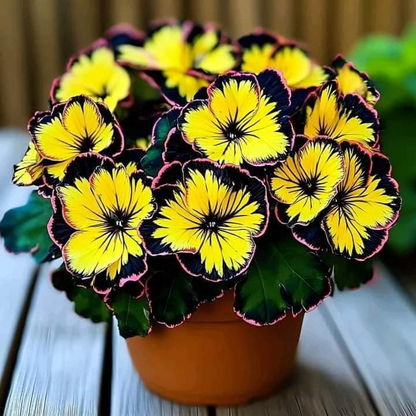 Begonia Rex ‘Golden Sunburst’