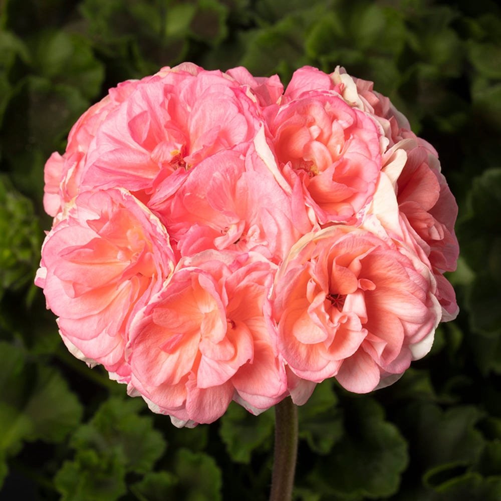 Rosebud Astrid Seeds