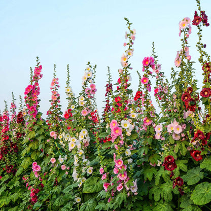 Single Flowered Hollyhock Seeds