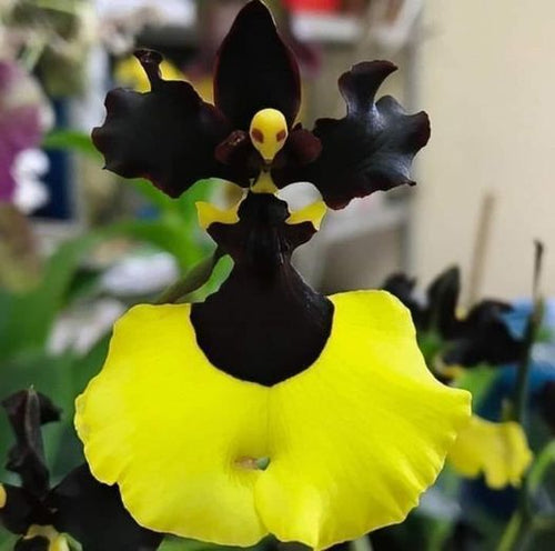 Rare Oncidium Flower Seeds-Jiaho Queen