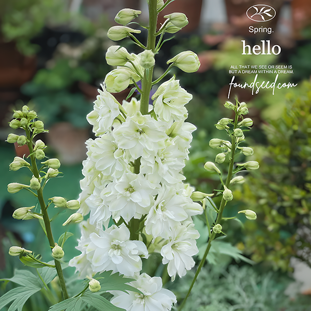 🌼Big Flower Delphinium Seeds