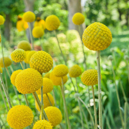 Billy Button Seeds