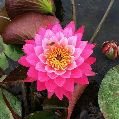 🌸LAST DAY Promotion 50% OFF🌸 Hydroponic Lotus 🌸 | Fresh, Simple & Beautiful(🌱Survival Guaranteed: Free Replacements🌿)