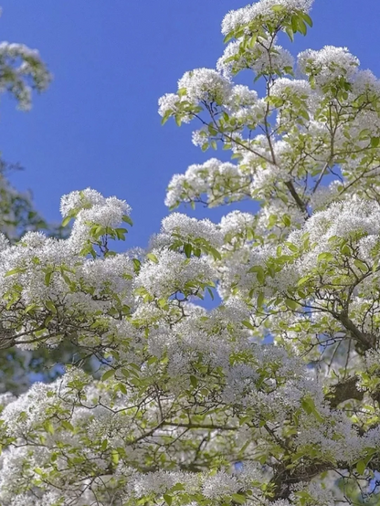 White Fringe Tree-April Snow