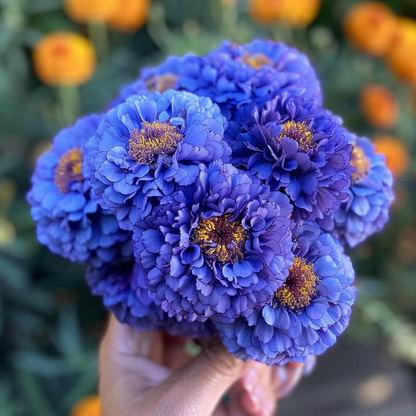 🌸Colorful Marigold Seeds
