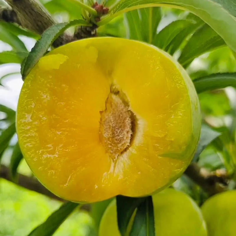Yellow Plum Seeds Sugar Plum