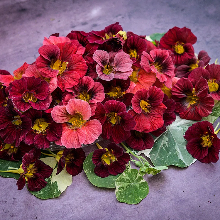 Nasturtium Seeds– Edible Flower for Salads & Garden Color🌼