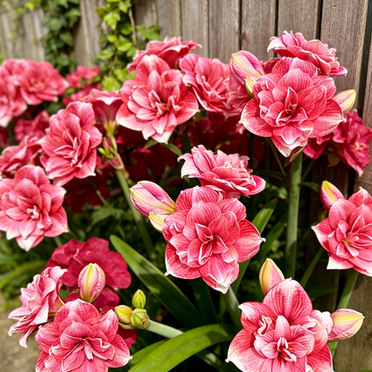 🌺Double Perfume Amaryllis Bulbs—Blooming In 40 Days