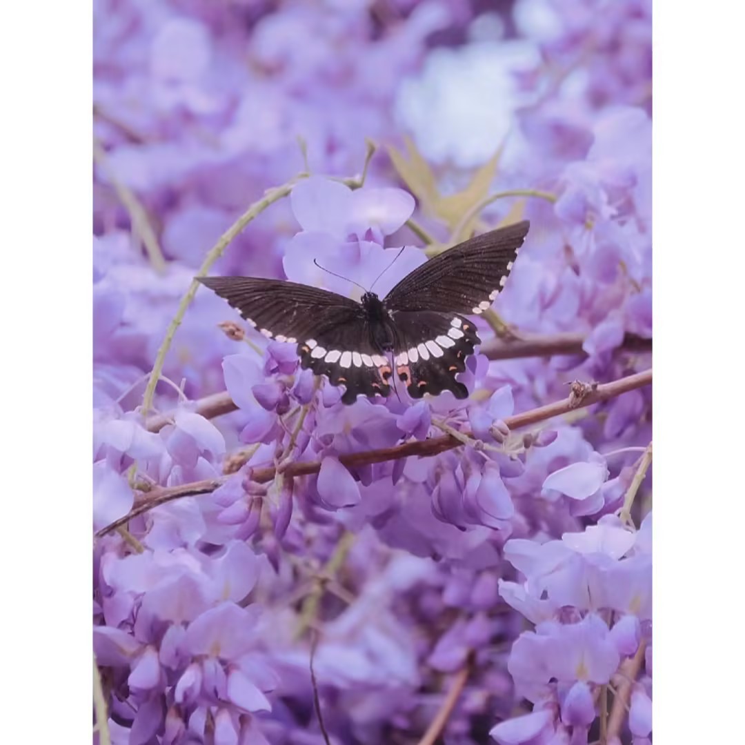 Wisteria Flower Seeds Nature's Purple Elegance