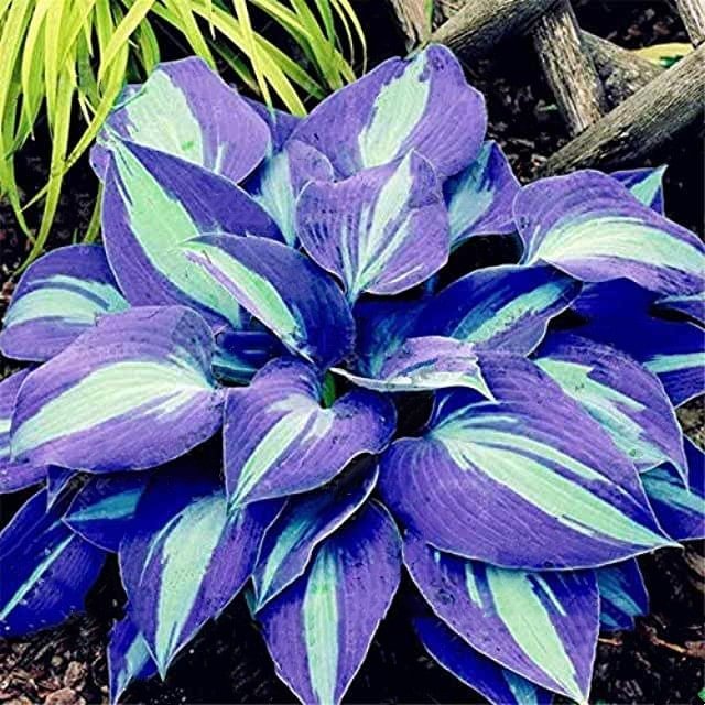 🍃Rare Multi-Colored Hostas Seeds